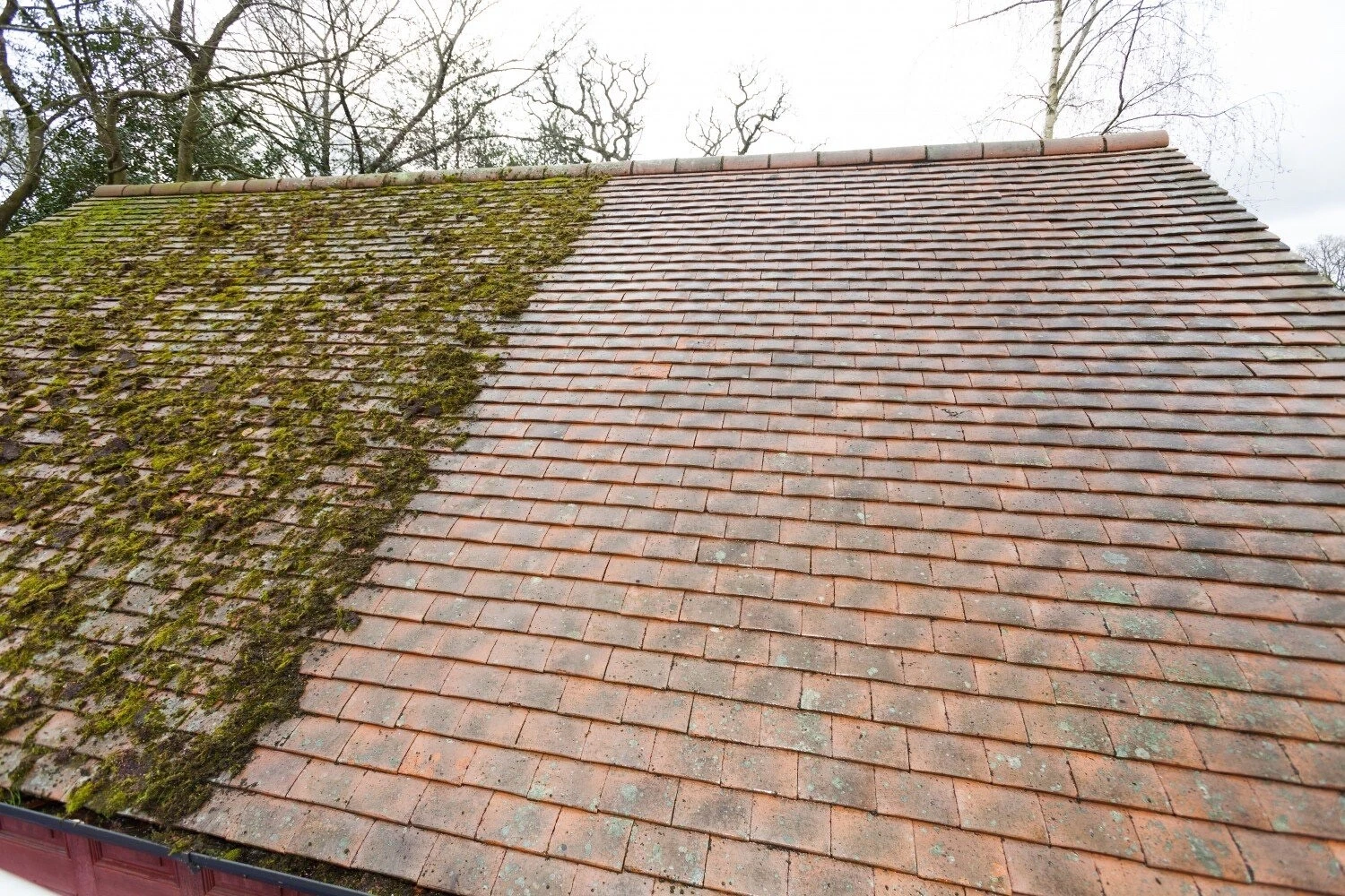 Moss Removal